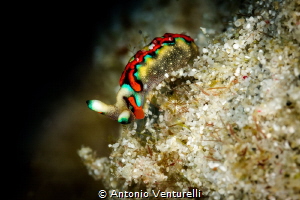 For me nudibranchs-hunting is like collecting stamps..You... by Antonio Venturelli 